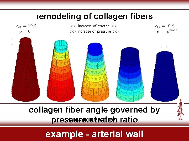 remodeling of collagen fibers collagen fiber angle governed by Kuhl & Holzapfel [2007] ratio