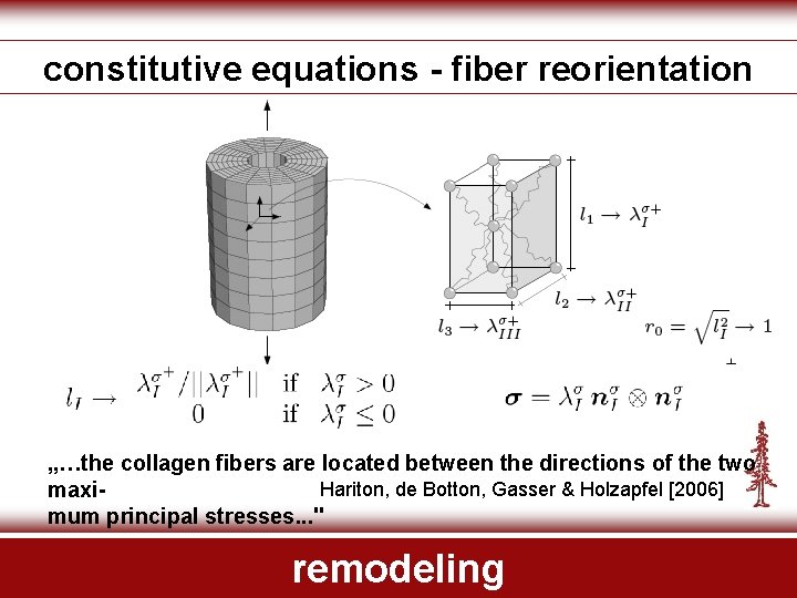 constitutive equations - fiber reorientation „…the collagen fibers are located between the directions of