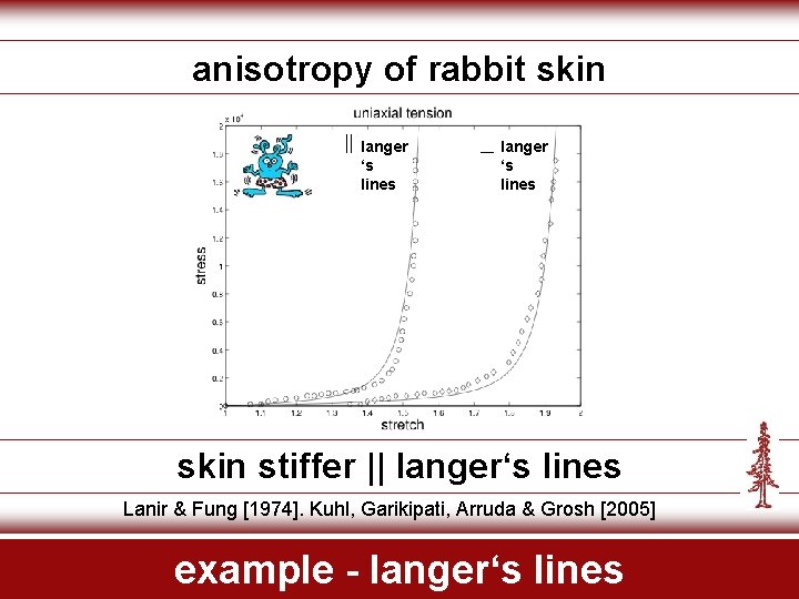 anisotropy of rabbit skin langer ‘s lines skin stiffer || langer‘s lines Lanir &