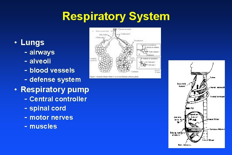 Respiratory System • Lungs - airways - alveoli - blood vessels - defense system
