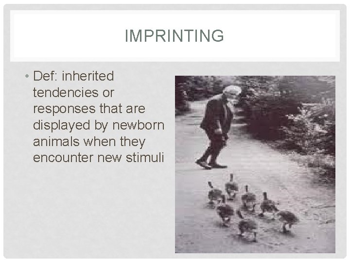 IMPRINTING • Def: inherited tendencies or responses that are displayed by newborn animals when