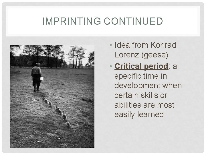 IMPRINTING CONTINUED • Idea from Konrad Lorenz (geese) • Critical period: a specific time