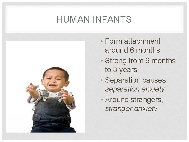 HUMAN INFANTS • Form attachment around 6 months • Strong from 6 months to