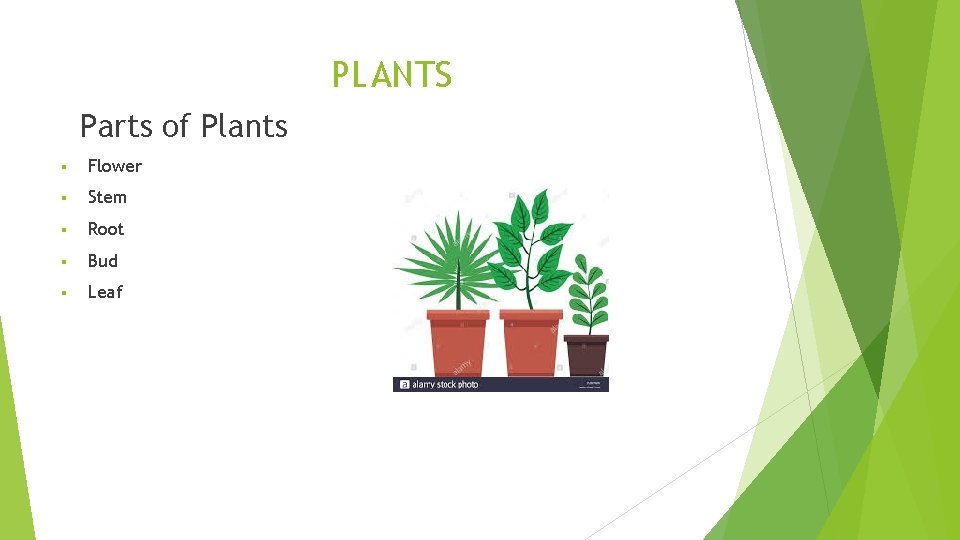 PLANTS Parts of Plants § Flower § Stem § Root § Bud § Leaf