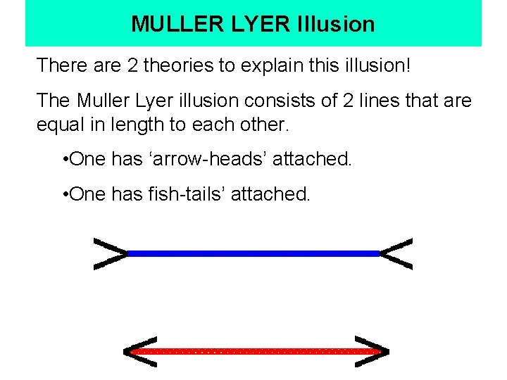 MULLER LYER Illusion There are 2 theories to explain this illusion! The Muller Lyer MULLER LYER Illusion There are 2 theories to explain this illusion! The Muller Lyer