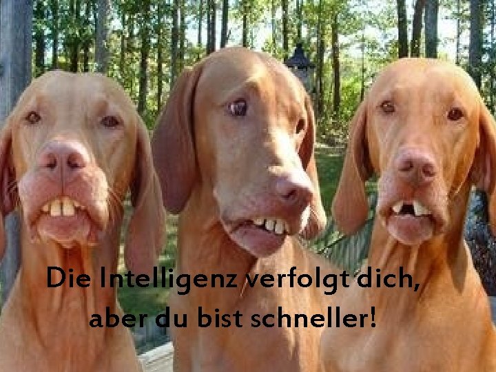 Die Intelligenz verfolgt dich, aber du bist schneller! 