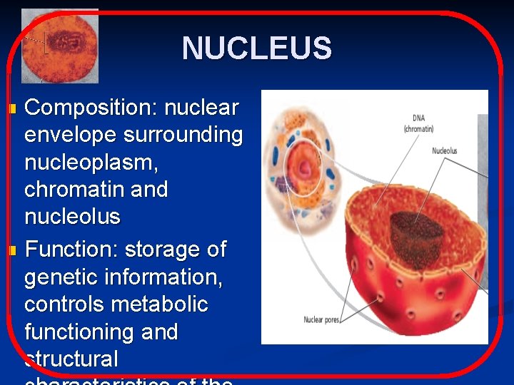 NUCLEUS Composition: nuclear envelope surrounding nucleoplasm, chromatin and nucleolus n Function: storage of genetic