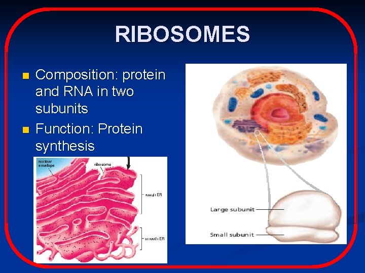 RIBOSOMES n n Composition: protein and RNA in two subunits Function: Protein synthesis 