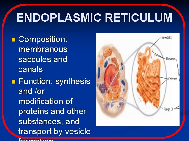 ENDOPLASMIC RETICULUM Composition: membranous saccules and canals n Function: synthesis and /or modification of