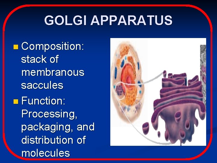 GOLGI APPARATUS n Composition: stack of membranous saccules n Function: Processing, packaging, and distribution