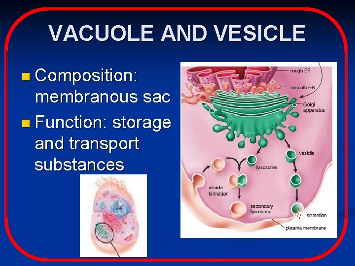 VACUOLE AND VESICLE n Composition: membranous sac n Function: storage and transport substances 