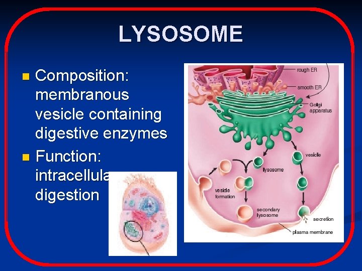 LYSOSOME Composition: membranous vesicle containing digestive enzymes n Function: intracellular digestion n 