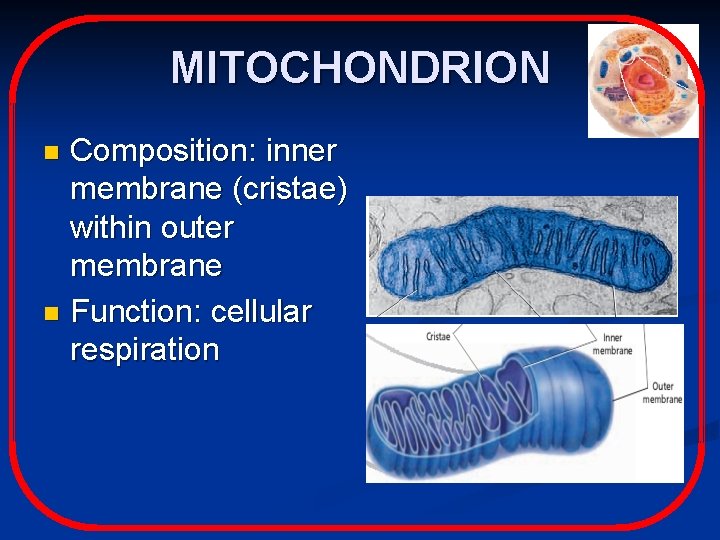 MITOCHONDRION Composition: inner membrane (cristae) within outer membrane n Function: cellular respiration n 