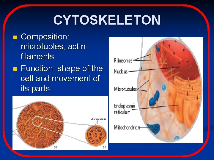 CYTOSKELETON n n Composition: microtubles, actin filaments Function: shape of the cell and movement