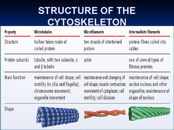 STRUCTURE OF THE CYTOSKELETON 