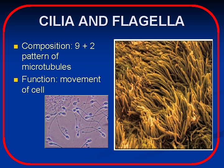 CILIA AND FLAGELLA n n Composition: 9 + 2 pattern of microtubules Function: movement