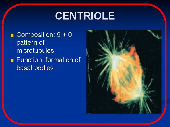 CENTRIOLE n n Composition: 9 + 0 pattern of microtubules Function: formation of basal