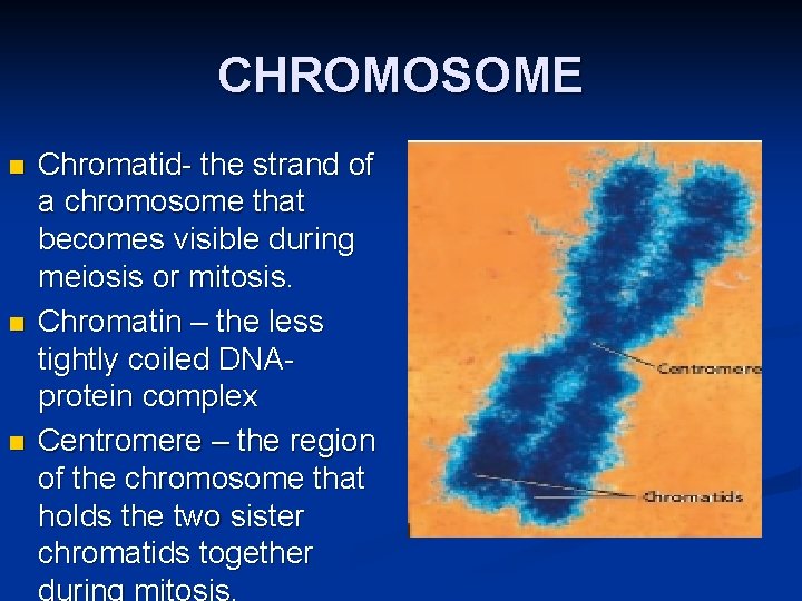 CHROMOSOME n n n Chromatid- the strand of a chromosome that becomes visible during