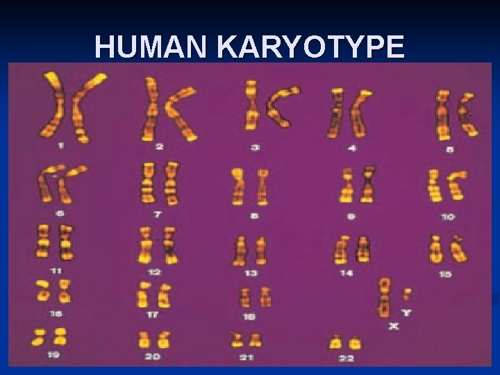 HUMAN KARYOTYPE 