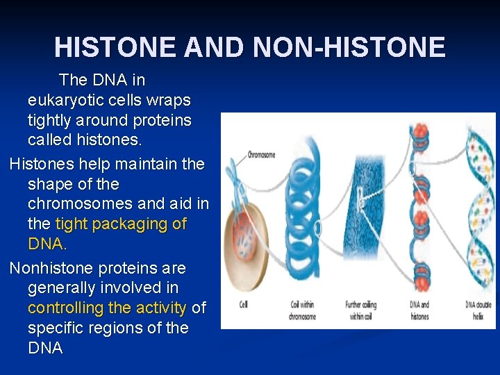HISTONE AND NON-HISTONE The DNA in eukaryotic cells wraps tightly around proteins called histones.