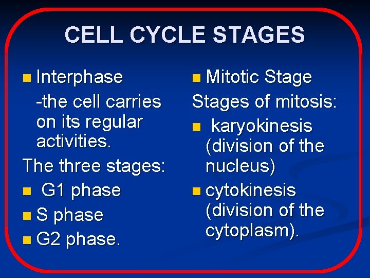 CELL CYCLE STAGES n Interphase -the cell carries on its regular activities. The three