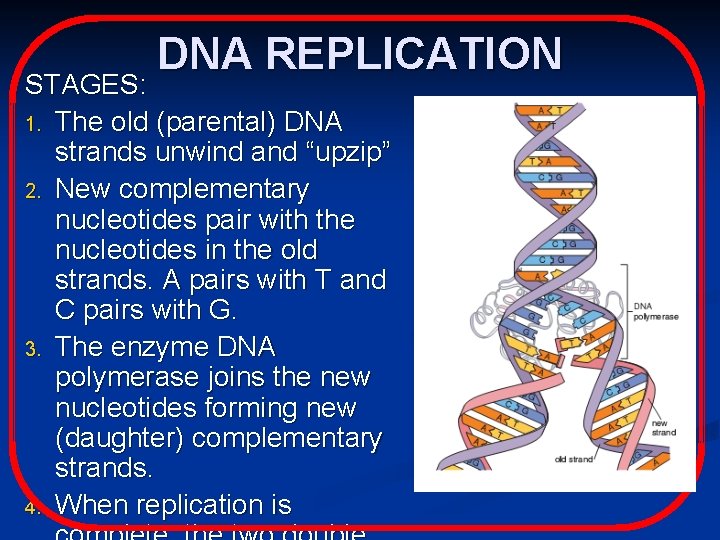 DNA REPLICATION STAGES: 1. The old (parental) DNA strands unwind and “upzip” 2. New