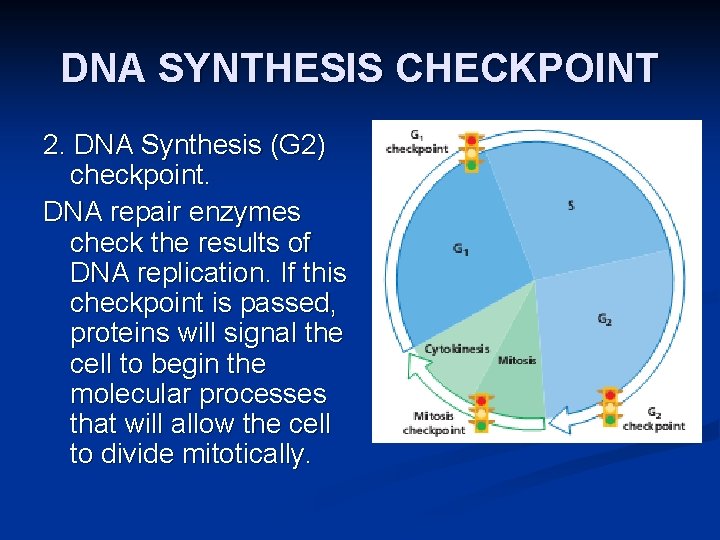 DNA SYNTHESIS CHECKPOINT 2. DNA Synthesis (G 2) checkpoint. DNA repair enzymes check the