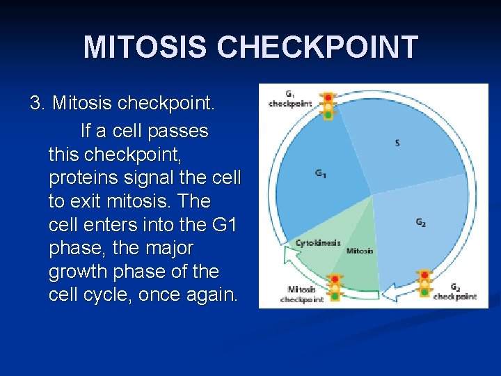 MITOSIS CHECKPOINT 3. Mitosis checkpoint. If a cell passes this checkpoint, proteins signal the