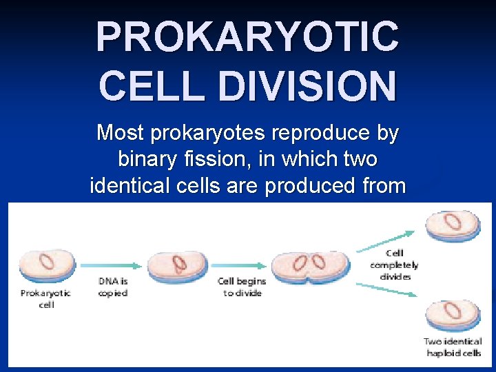 PROKARYOTIC CELL DIVISION Most prokaryotes reproduce by binary fission, in which two identical cells