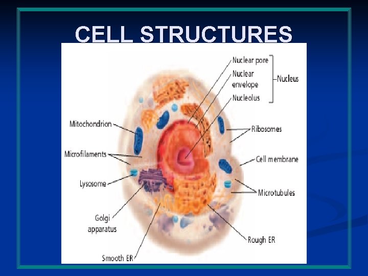 CELL STRUCTURES 