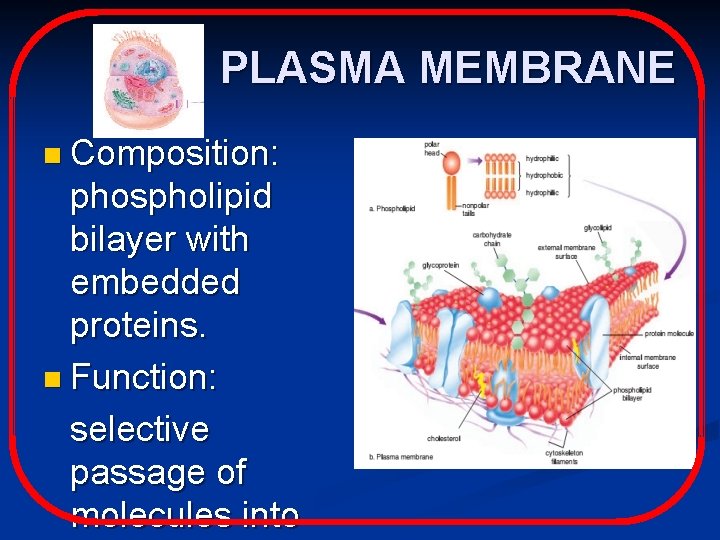 PLASMA MEMBRANE n Composition: phospholipid bilayer with embedded proteins. n Function: selective passage of