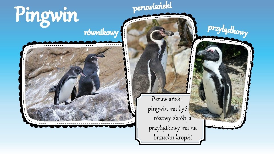 Pingwin peruwiański przylądkow równikowy y Peruwiański pingwin ma być różowy dziób, a przylądkowy ma