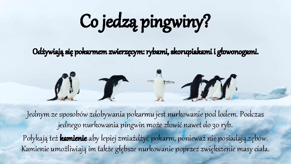 Co jedzą pingwiny? Odżywiają się pokarmem zwierzęcym: rybami, skorupiakami i głowonogami. Jednym ze sposobów