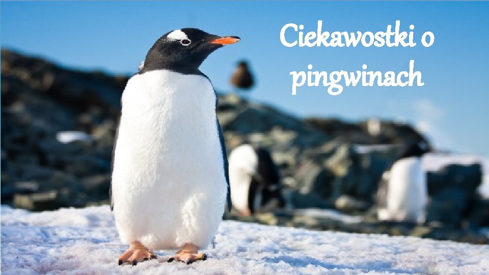 Ciekawostki o pingwinach 