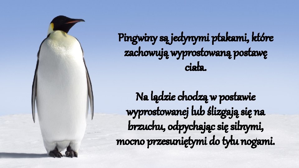 Pingwiny są jedynymi ptakami, które zachowują wyprostowaną postawę ciała. Na lądzie chodzą w postawie