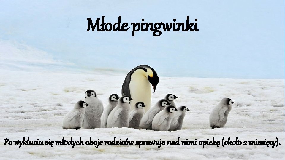 Młode pingwinki Po wykluciu się młodych oboje rodziców sprawuje nad nimi opiekę (około 2