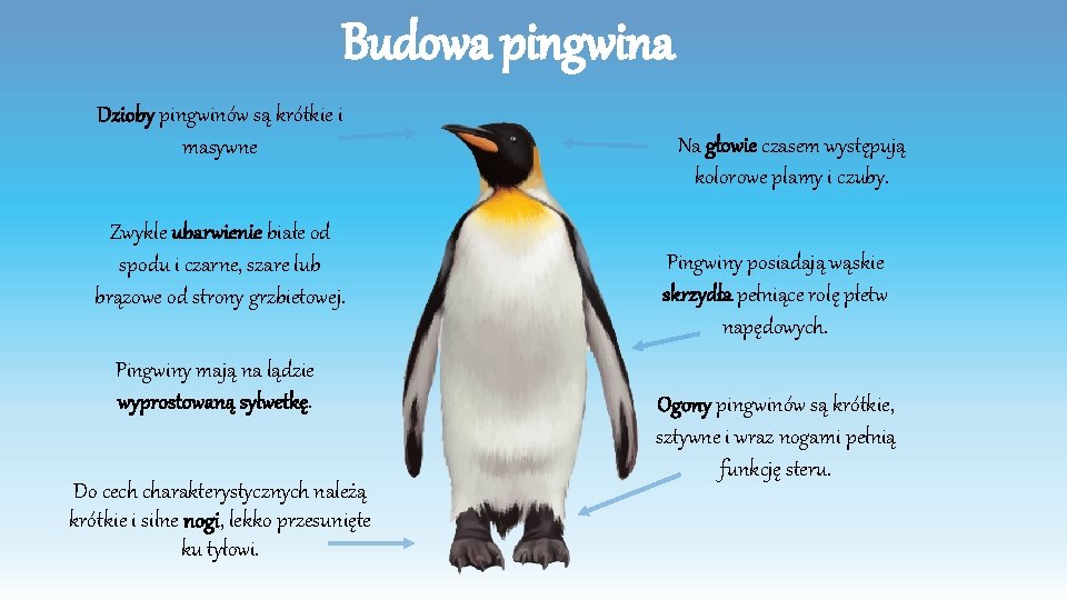 Budowa pingwina Dzioby pingwinów są krótkie i masywne Zwykle ubarwienie białe od spodu i