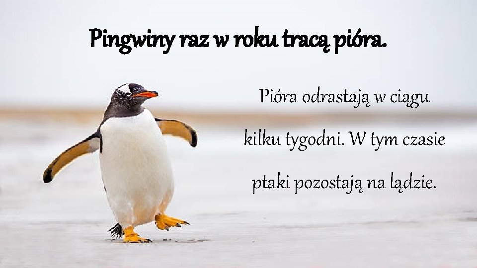 Pingwiny raz w roku tracą pióra. Pióra odrastają w ciągu kilku tygodni. W tym