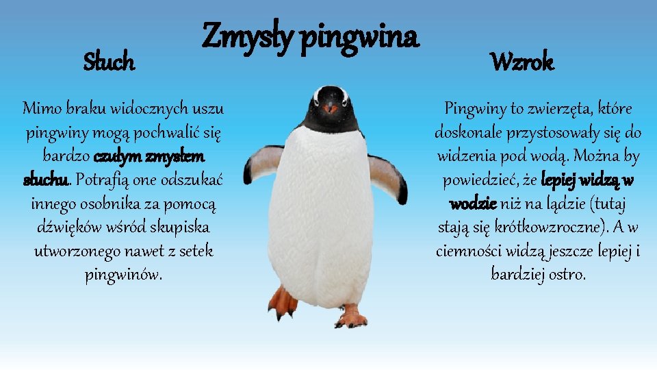 Słuch Zmysły pingwina Mimo braku widocznych uszu pingwiny mogą pochwalić się bardzo czułym zmysłem