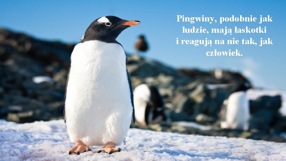 Pingwiny, podobnie jak ludzie, mają łaskotki i reagują na nie tak, jak człowiek. 