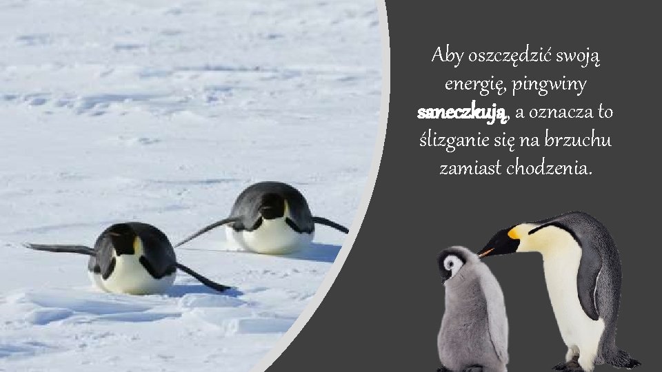 Aby oszczędzić swoją energię, pingwiny saneczkują, a oznacza to ślizganie się na brzuchu zamiast