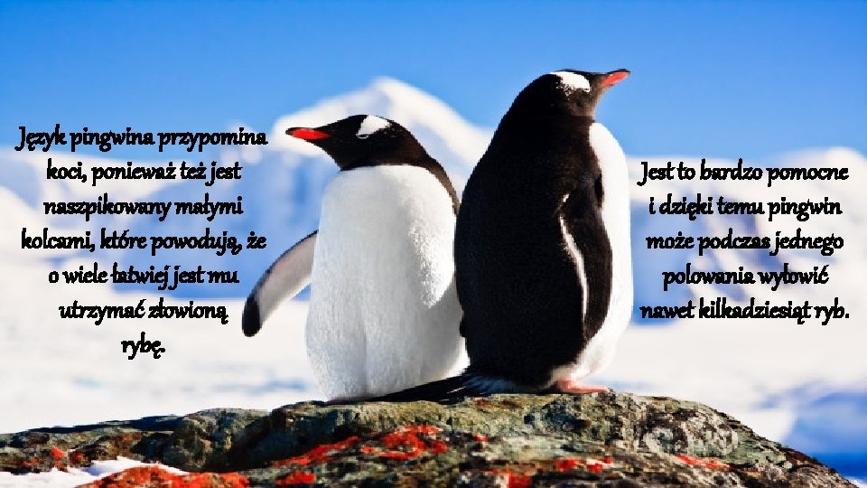 Język pingwina przypomina koci, ponieważ też jest naszpikowany małymi kolcami, które powodują, że o