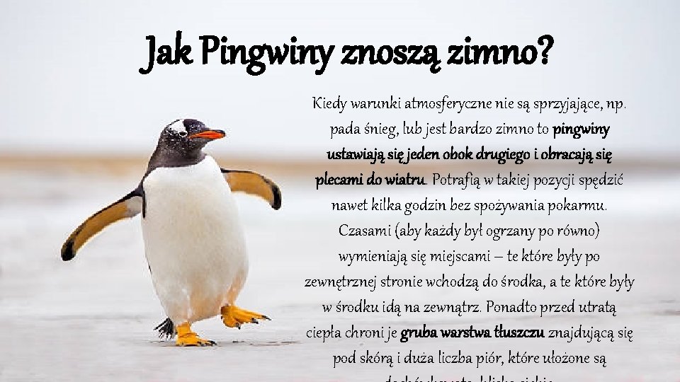 Jak Pingwiny znoszą zimno? Kiedy warunki atmosferyczne nie są sprzyjające, np. pada śnieg, lub Jak Pingwiny znoszą zimno? Kiedy warunki atmosferyczne nie są sprzyjające, np. pada śnieg, lub