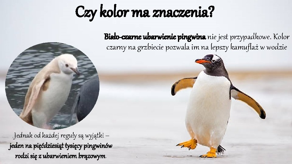 Czy kolor ma znaczenia? Biało-czarne ubarwienie pingwina nie jest przypadkowe. Kolor czarny na grzbiecie