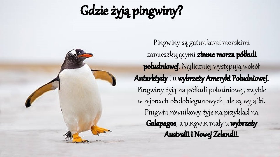 Gdzie żyją pingwiny? Pingwiny są gatunkami morskimi zamieszkującymi zimne morza półkuli południowej. Najliczniej występują