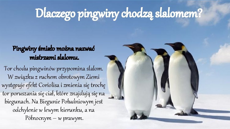 Dlaczego pingwiny chodzą slalomem? Pingwiny śmiało można nazwać mistrzami slalomu. Tor chodu pingwinów przypomina