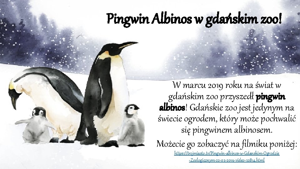 Pingwin Albinos w gdańskim zoo! W marcu 2019 roku na świat w gdańskim zoo