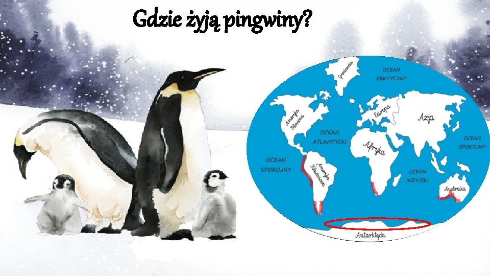 Gdzie żyją pingwiny? 