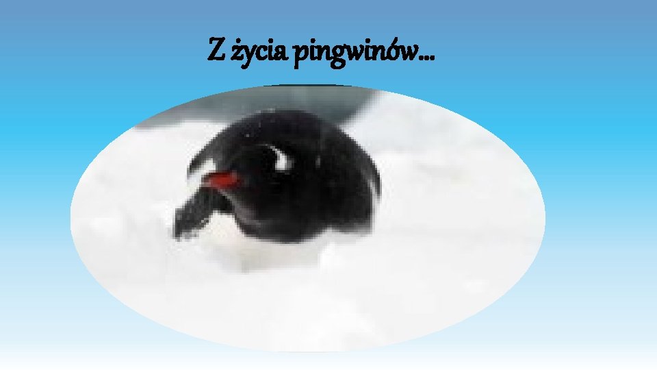 Z życia pingwinów… 