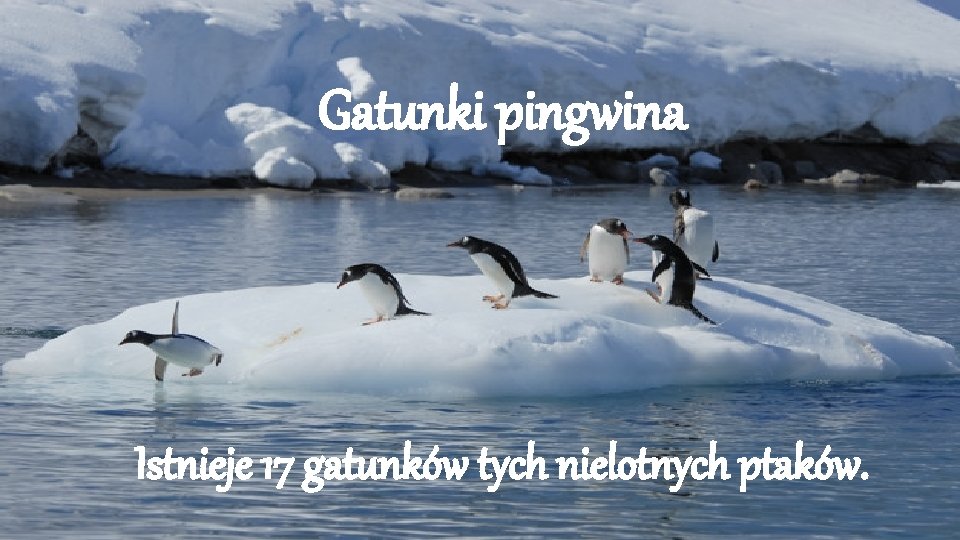 Gatunki pingwina Istnieje 17 gatunków tych nielotnych ptaków. 